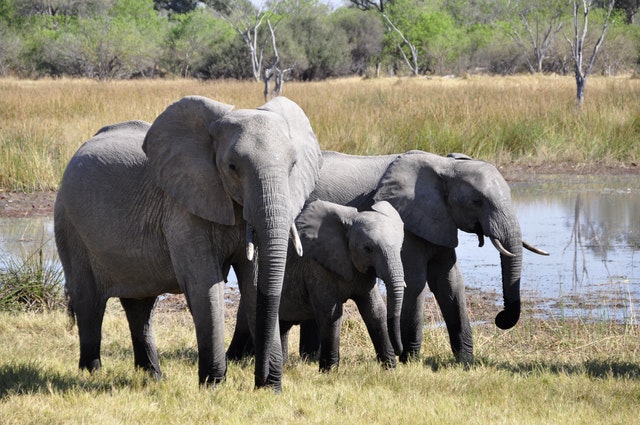 10 Interesting Facts About&nbsp;Elephants