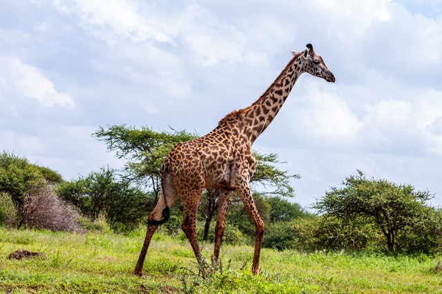 10 Interesting Facts About&nbsp;Giraffes
